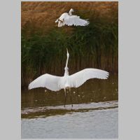2021 3rd Derrick Stow- gt white and little egret